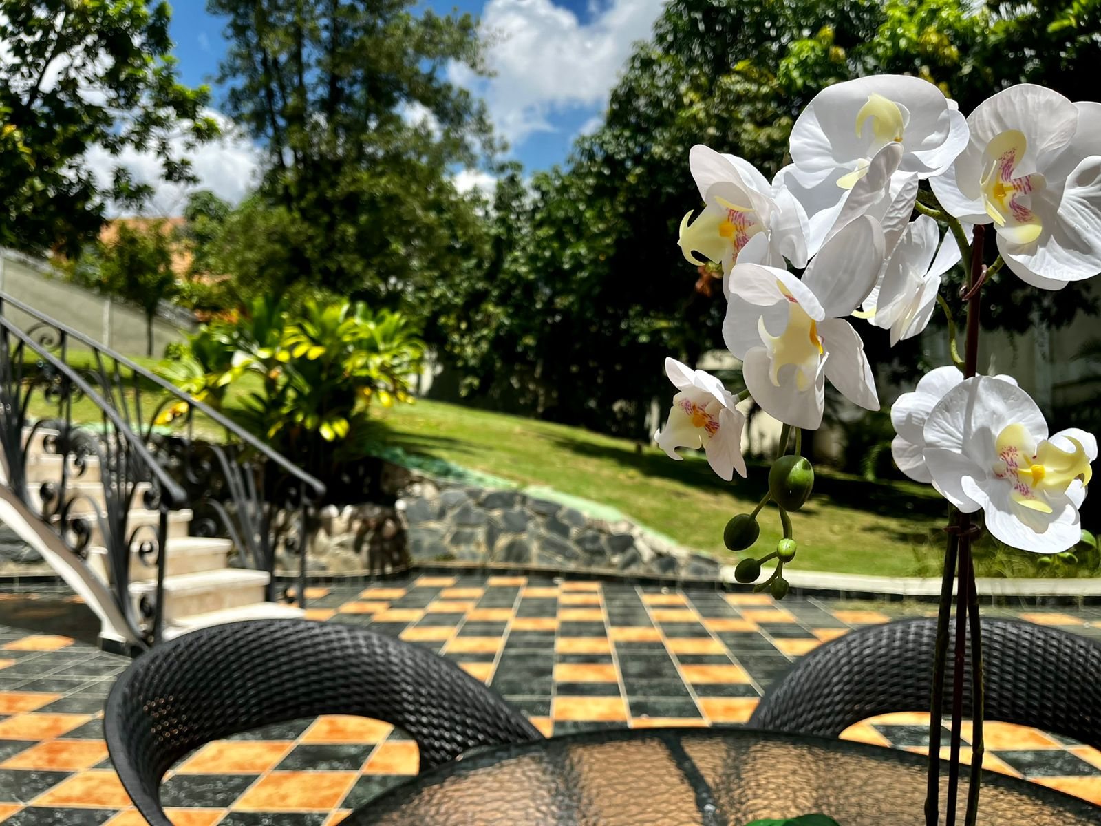 Garden orchid